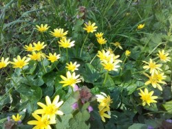 fleurs jaunes