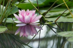 comment-choisir-un-tatouage-fleur-de-lotus-selon-ses-significations