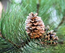 foret-landes