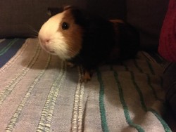 Cookie 3