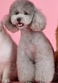 adorable