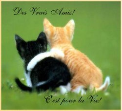 rencontre amicale