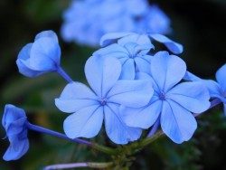 flowers-1497285_960_720