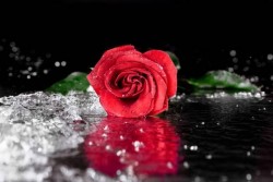 depositphotos_152758800-stock-photo-red-rose-with-water-drops