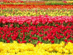 champ de tulipes