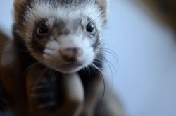 Hello tout le monde!