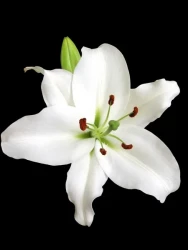LYS-BLANCHE-stock-photo-white-lily