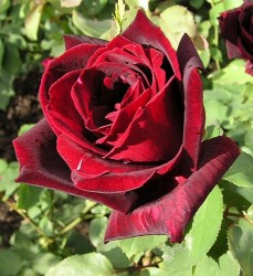 549px-Rose_Papa_Meilland