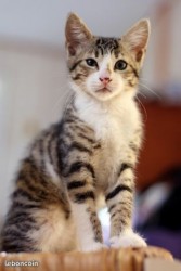 chaton femelle niort née 30avril 2018