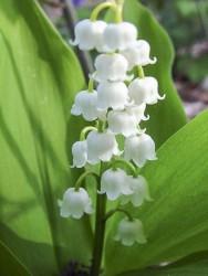 26916-1-convallaria_majalis_doreen