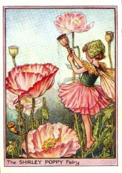 shirley-poppy-flower-fairy-print-cicely-mary-barker