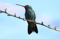 Cherche amies sincères sans ambiguité