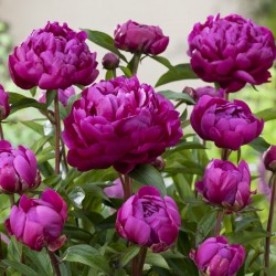 30381-pivoine-herbacee-karl-rosenfield-2 (1)