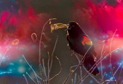 oiseau_InPixio
