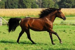 Vacances equitation