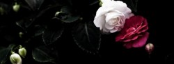 image-couverture-facebook_05