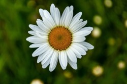 gros-plan-belle-fleur-daisy-oxeye_181624-11106
