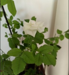 photo rose
