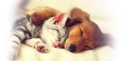 CE FAIRE DES AMIES