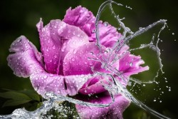 FLEUR