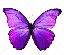 depositphotos_59912319-stock-photo-purple-color-butterfly