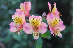 amities   et activités  sportives